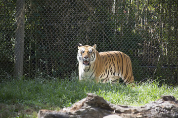 Bengal Tiger