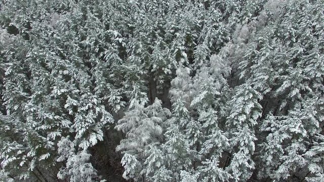 Descending Aerial Of Woods In Winter