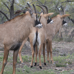 Naklejka na ściany i meble Roan antelope herd