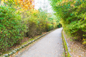 Walk Way with Red maple leaves blooming at Arashiyama