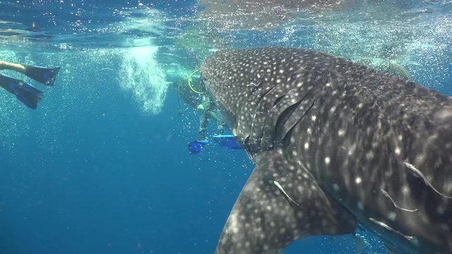 Whale shark and lots of divers on the surface 