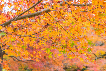 Red maple leaves blooming at Arashiyama