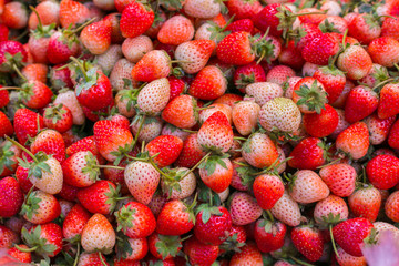 Close up of fresh strawberry in the north of Thailand