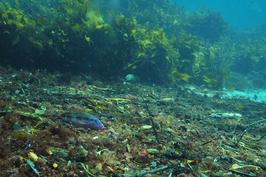 Male goatfish Upeneichthys lineatus resting in debris on flat sandy bottom.