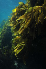 Kelp Ecklonia radiata on vertical rocky wall playing with sunlight.