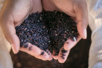 Hand holding Riceberry rice.