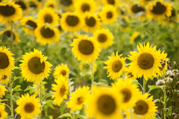 Sunflowers Field./Sunflowers Field 