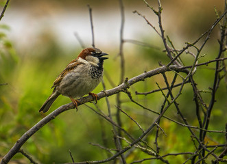 House Sparrow (Passer domesticus) Cock singing in a bush