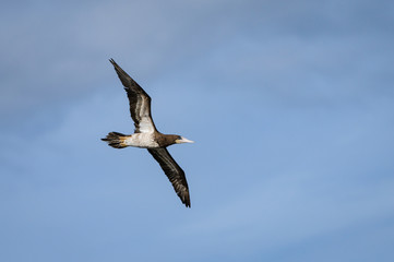 Brown Booby in Flight