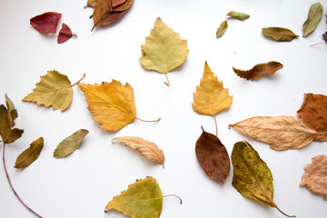 autumn leaves on white background