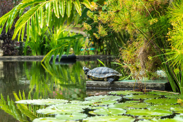 Fototapeta na wymiar Turtle sunbathing on a rock in a pond, Lombok, Indonesia.