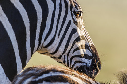 Eye detail of a Burchells Zebra