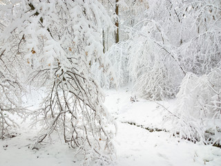 Winter in forest.