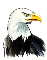 Eagle sketch