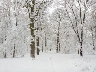 Winter in forest.