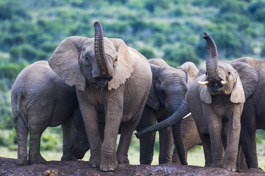 African Elephant family drinking and scenting the air