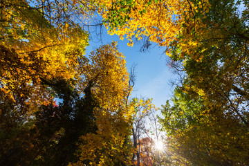 Vibrant autumn colors on a sunny day in the forest