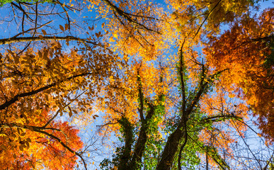 Vibrant autumn colors on a sunny day in the forest