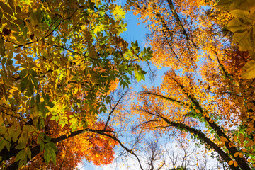 Vibrant autumn colors on a sunny day in the forest