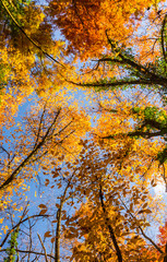 Vibrant autumn colors on a sunny day in the forest