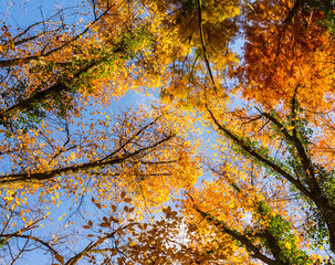 Vibrant autumn colors on a sunny day in the forest