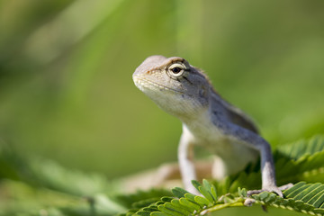 Image of chameleon on nature background.