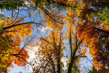 Colorful autumn foliage in the forest
