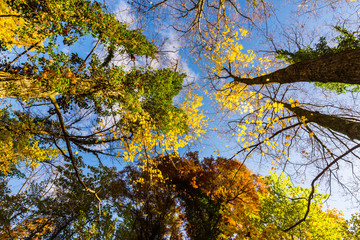 Vibrant autumn colors on a sunny day in the forest