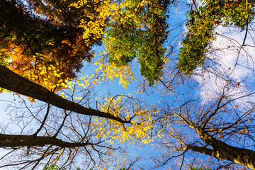 Vibrant autumn colors on a sunny day in the forest