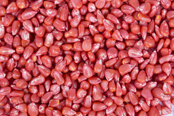 Corn seeds covered with pesticide
