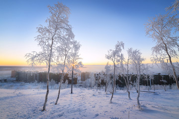 Birches in hoarfrost, morning, frosty dawn in the Arctic tundra.