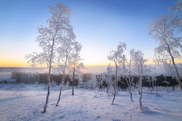 Foto auf Leinwand Birches in hoarfrost, morning, frosty dawn in the Arctic tundra. © nordroden