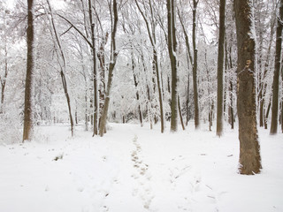 Winter in forest.