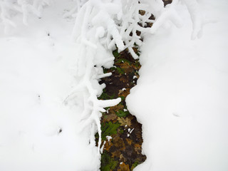 Winter in forest.