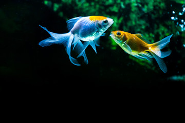 Gold Fish in fresh water aquarium