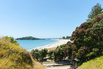 Ocean beach view over and framed by pohutukawa trees from slope