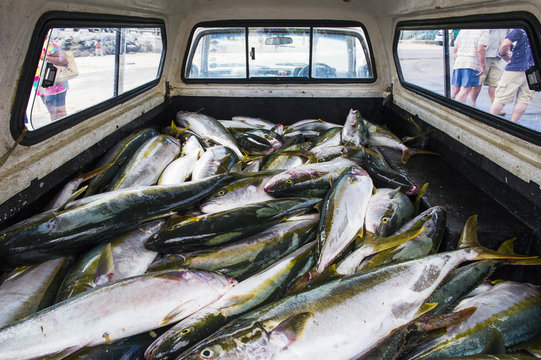 Offloading the daily catch of Yellowtail for the market