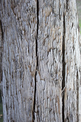 Tree Bark