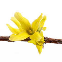 Yellow spring flowers of Forsythia isolated on white background