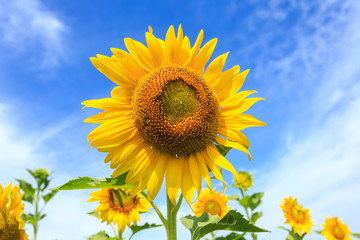 Beautiful sunflower and blue sky background