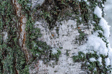 the bark of the tree with snow background