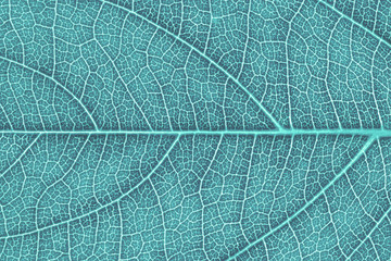 Naklejka na ściany i meble Leaf texture, leaf background for design with copy space for text or image. Leaf motifs that occurs natural. Color effect picture.