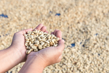 Yellow dry coffee beans in woman hand