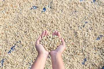 Yellow dry coffee beans in woman hand