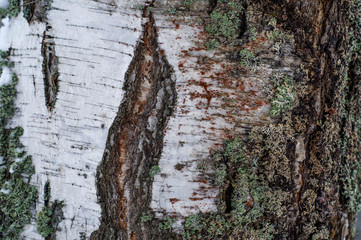 birch bark