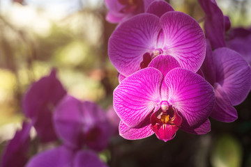 Naklejka na ściany i meble Beautiful orchid in public garden