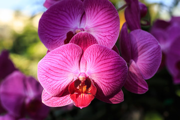 Beautiful orchid in public garden