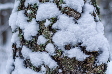 the bark of the tree with snow background