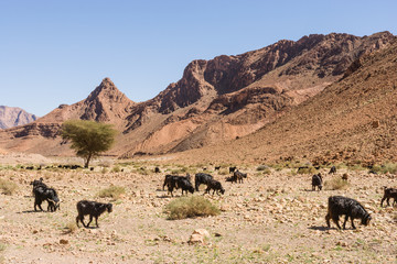 Fototapeta na wymiar Sheep and goats herd at route Tagmoute-Tata, Morocco