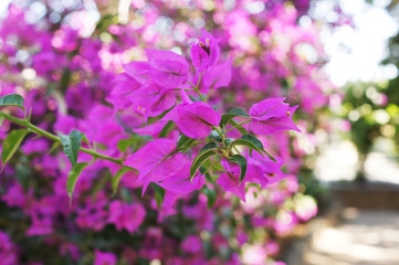 Shrub with pink flowers.